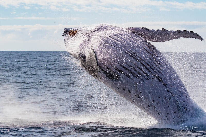 0A3A7584. Sunrise Breach 5 - 2023 Whale Photos