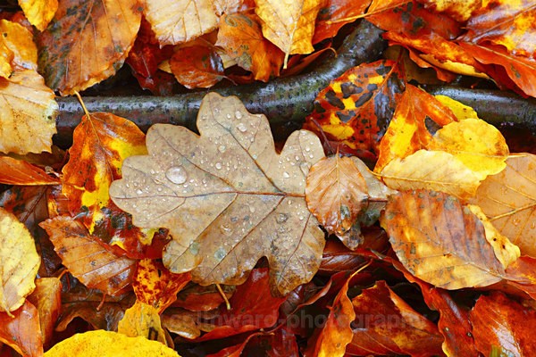 Autumn Leaves   ref 9355 - macro and nature.