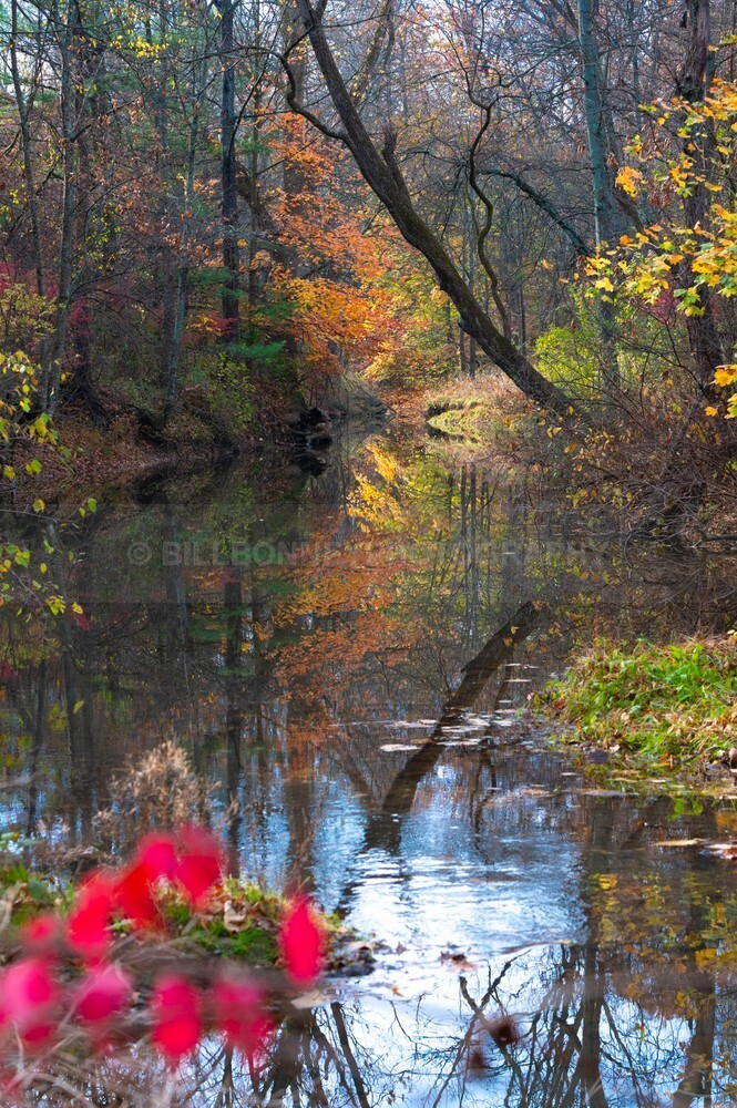DSC_2204 - Autumn