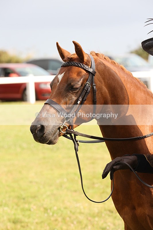 JPP_0330 - Class 14: Cornish Combination Leading Rein