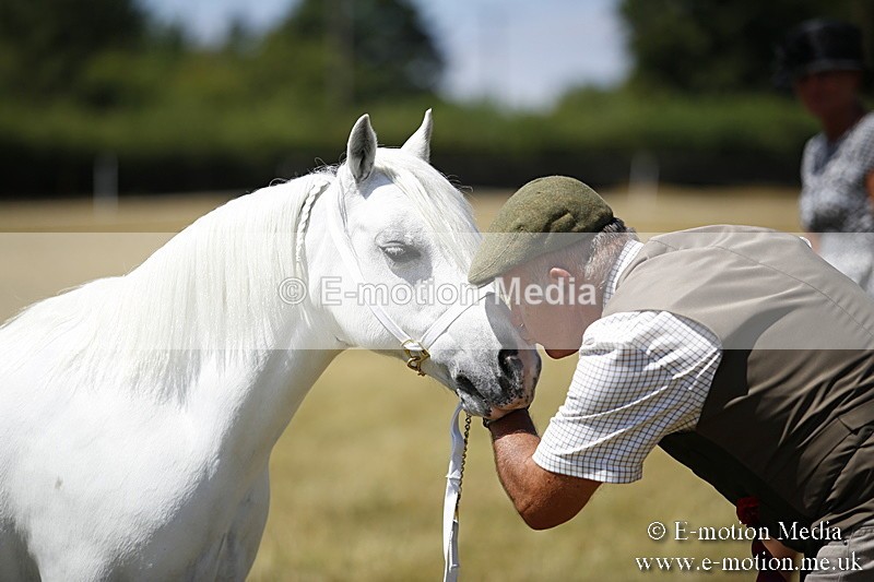 _C7A0157 - In Hand Championship BVRC Show 2018