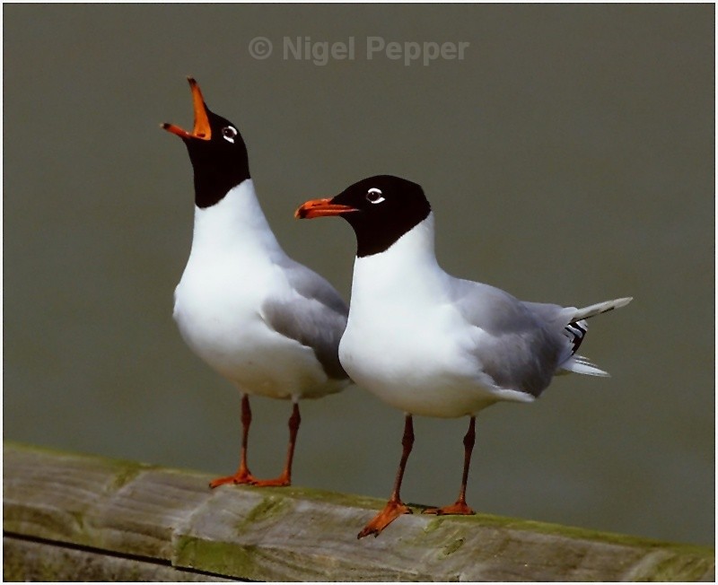 Nag! Nag! Nag! - Gulls