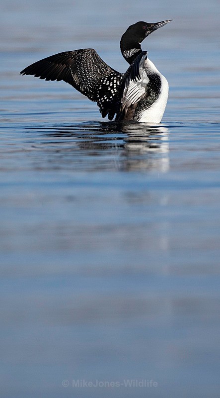 GREAT NORTHERN DIVER, ISLE OF MULL, SCOTLAN - ISLE OF MULL WILDLIFE, Wildlife images from the Inner Hebrides