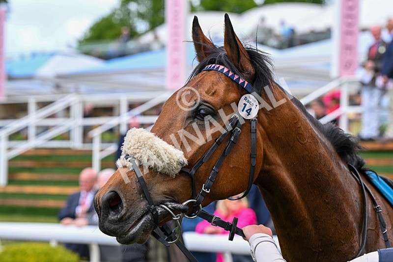150526-Race 1-Zarathos-7074 - Race 1 1.45pm Yorkshire Equine Practice Handicap