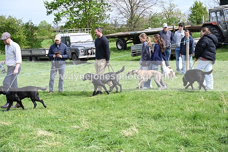 WJ6_8858 - Class 8 Best Working / Gun Dog or Bitch