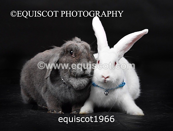 equiscot1966 - GIZMO & OSCAR