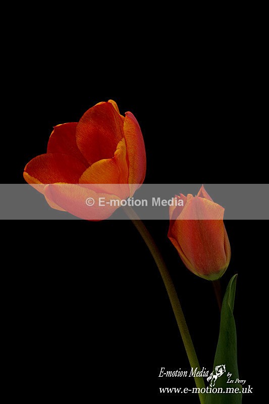 070420 -0058a - Nature