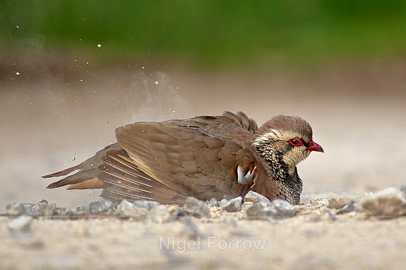 Red-legged Partridge having a dust bath - Red-legged Partridge