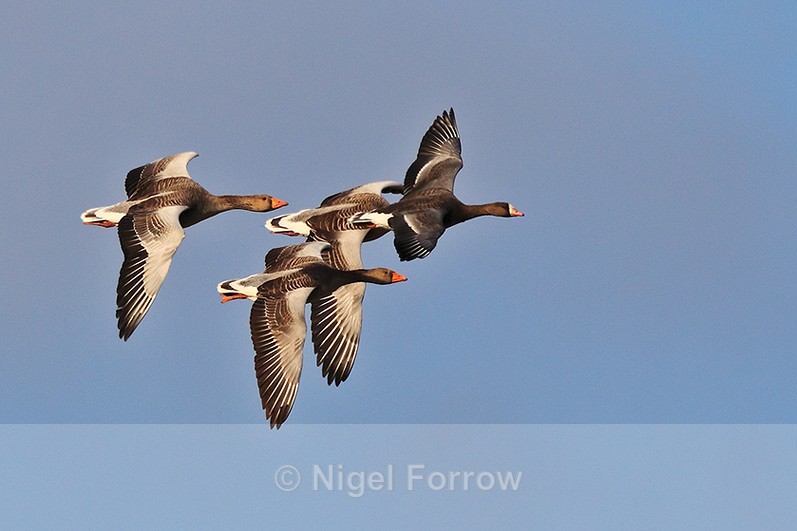 White-fronted Goose in flight leading a group of Greylag Geese - White-fronted Goose