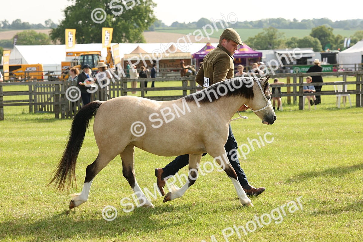 SBM_00554 - Class 6-13 - Mountatin and Moorland In Hand Welsh Breeds