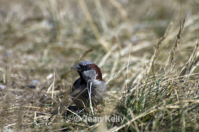 House Sparrow - 5744 - Birds