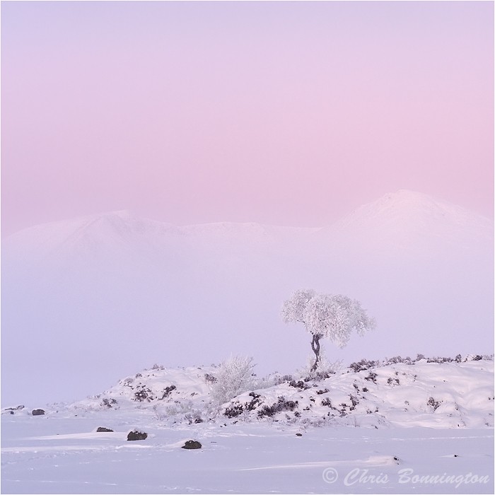 Lone Tree at Dawn - DPAGB Panel