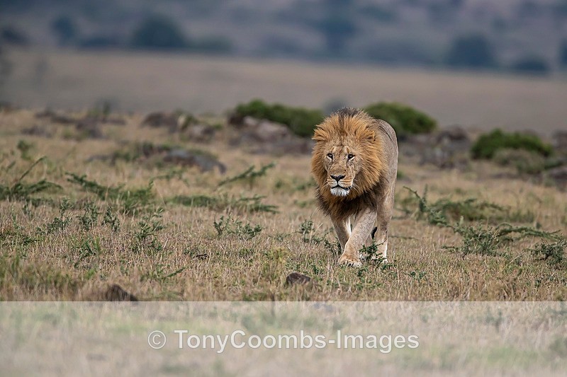 Lion - Mara North ~ Cats