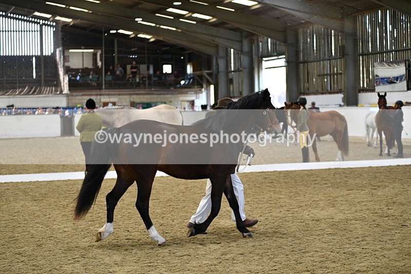 WJ5_4391 - Class 6 In hand M&M - Large Breeds