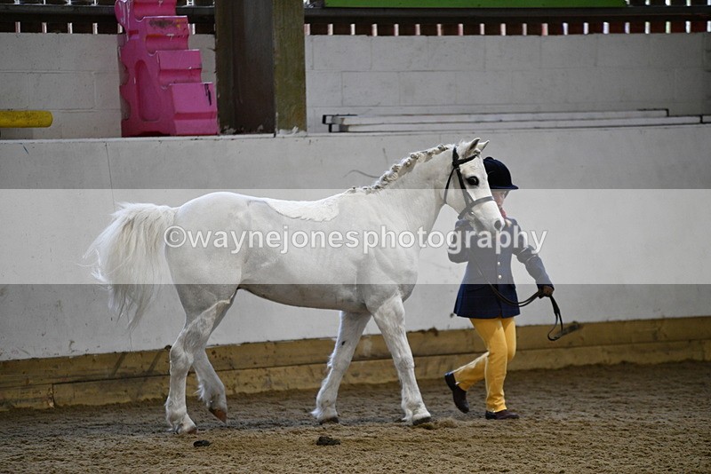 WJ5_4633 - Class 3 Part Bred In hand