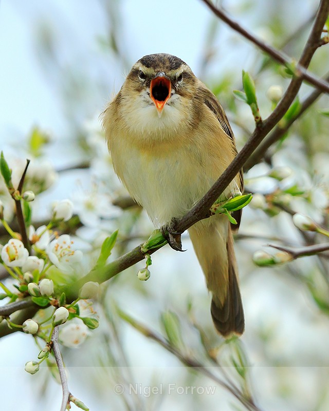 Sedge Warbler singing at Otmoor RSPB - Sedge Warbler