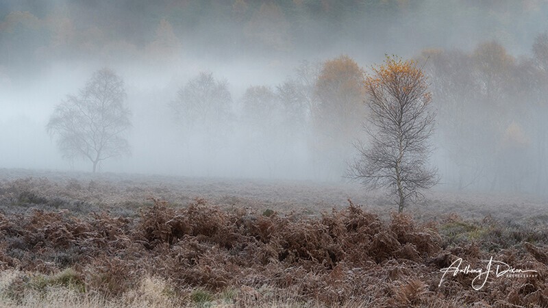  - Woodland