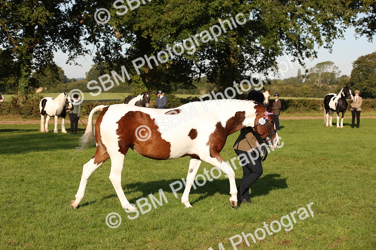 SBM_58753 - S51 - Piebald & Skewbald Horse In Hand