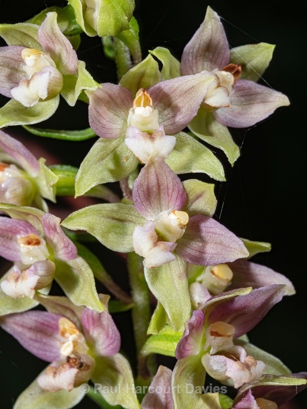 Plaisance Helleborine (Epipactis placentina) - Wild Orchids 2020