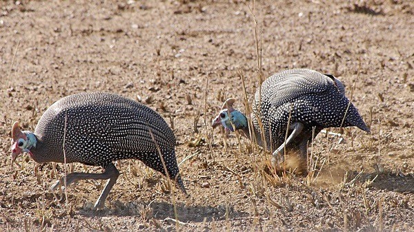Helmeted Guineafowl - SA - BIRDS & INSECTS