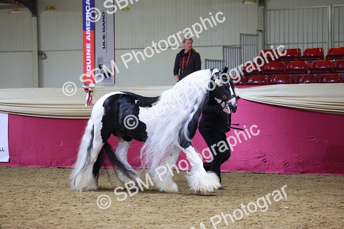 SBM_18703 - Class D IH Pony Champ
