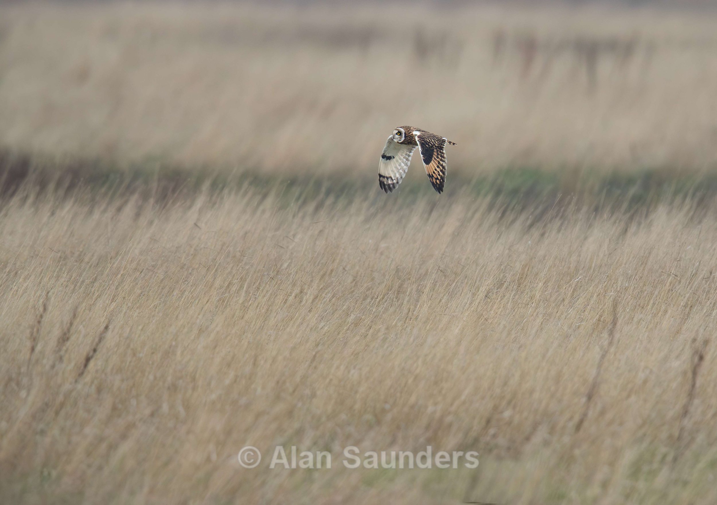 Short Eared Owl