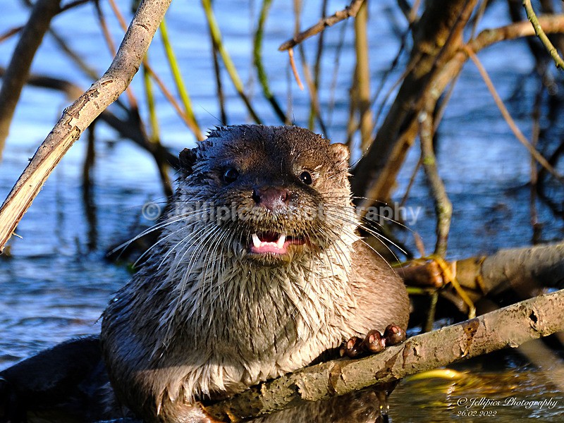  - Wildlife and Nature