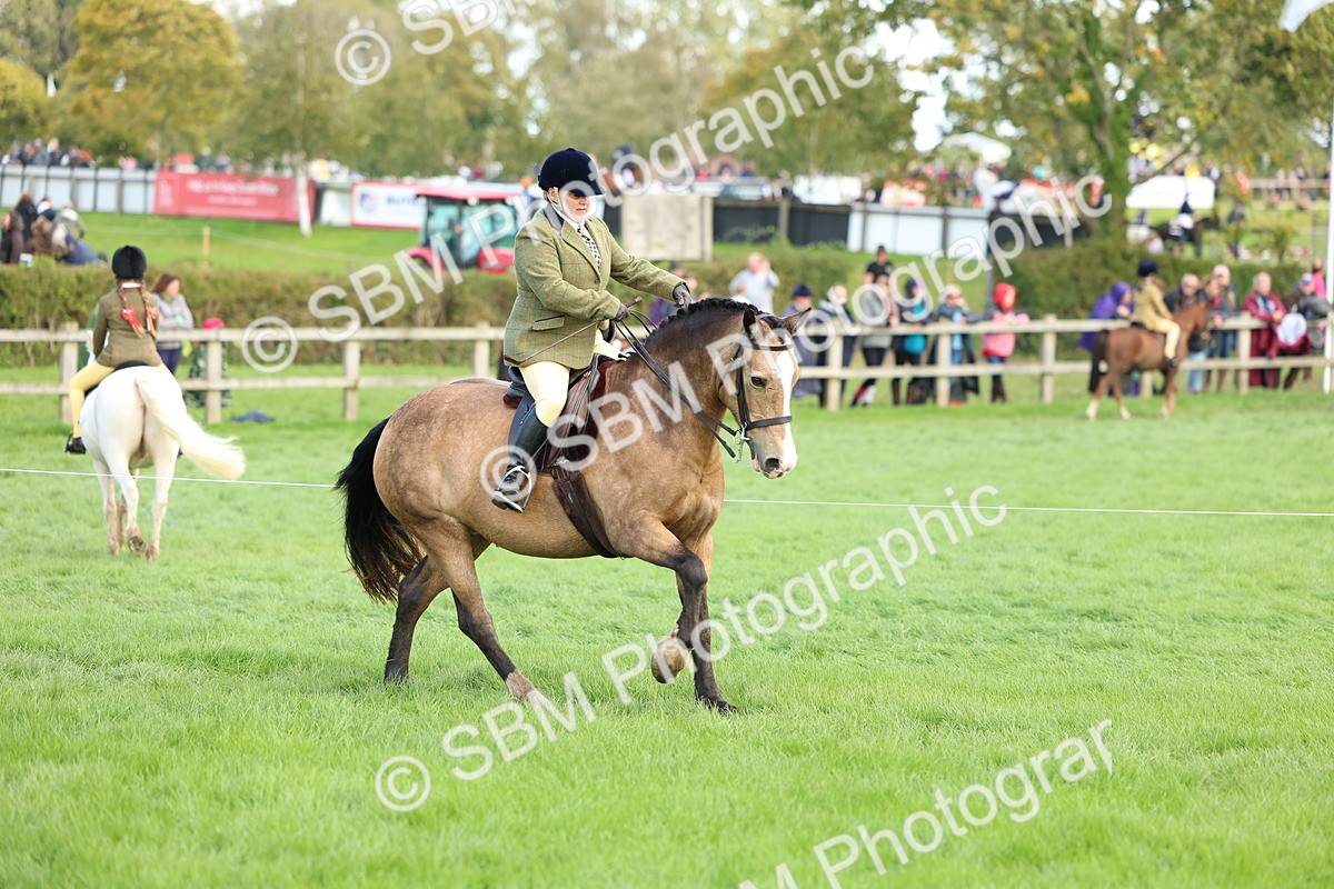 SBM_45541 - S33 - Working Hunter Pony
