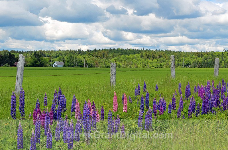 Roadside Lupines New Brunswick Canada - New Brunswick Landscape