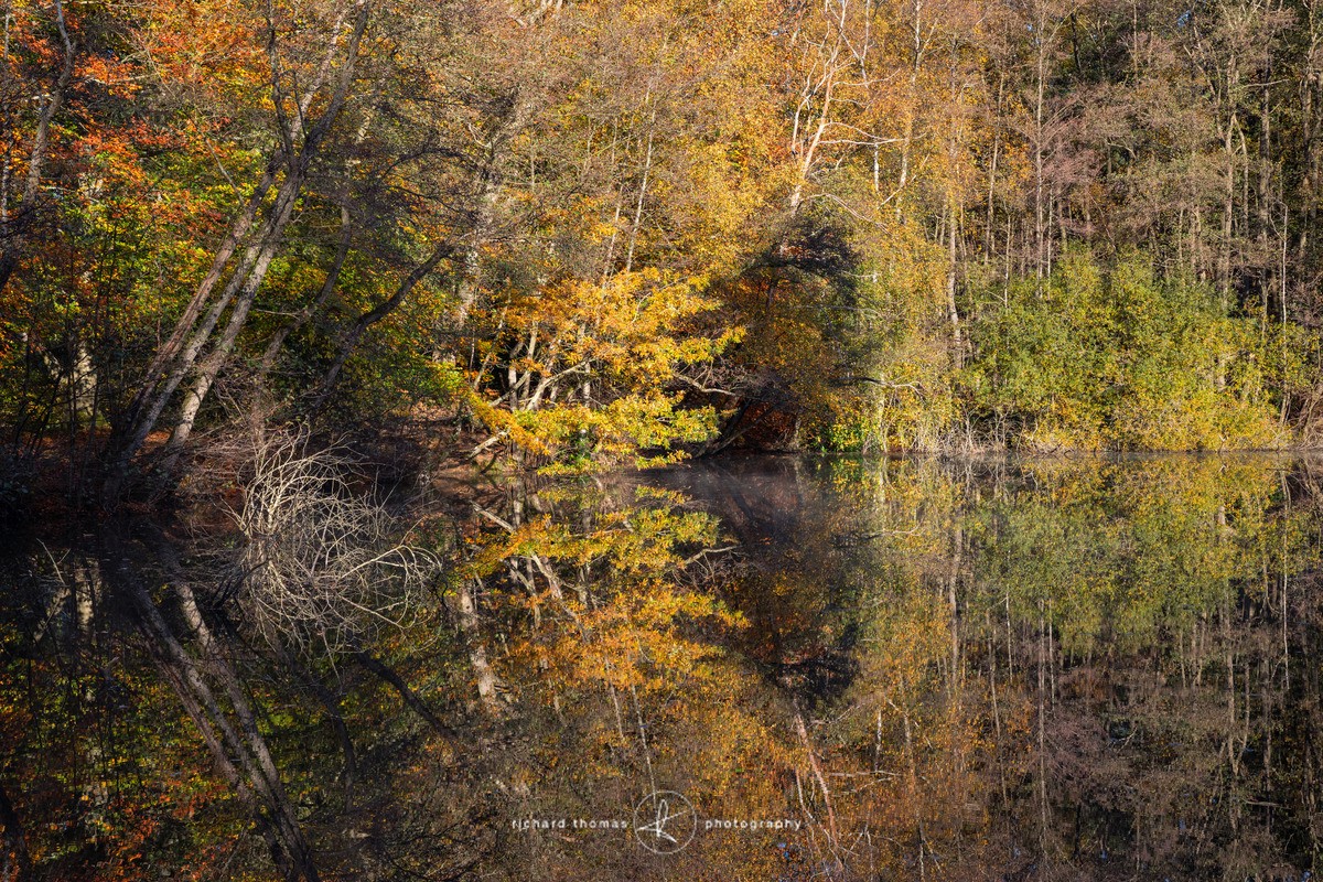 General's nest - Freshwater