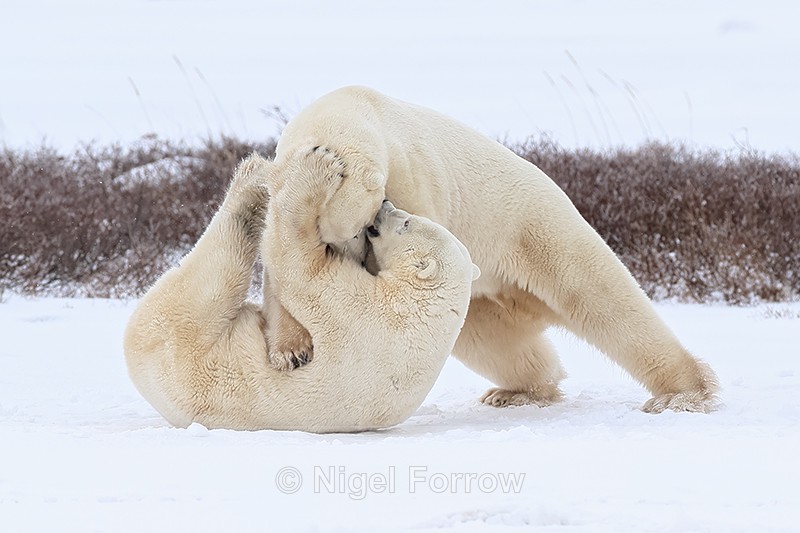 Male Polar Bear biting another on cheek, Churchill, Canada - Polar Bear