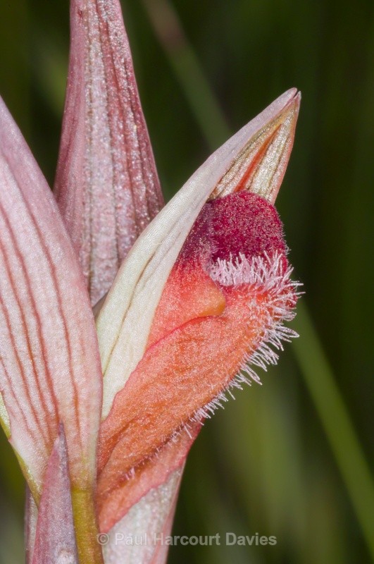 Ploughshare orchid (Serapias vomeracea) - Orchids - Serapias