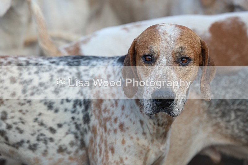 3E7A5320 - FBH Carn Brea 26.12.2025