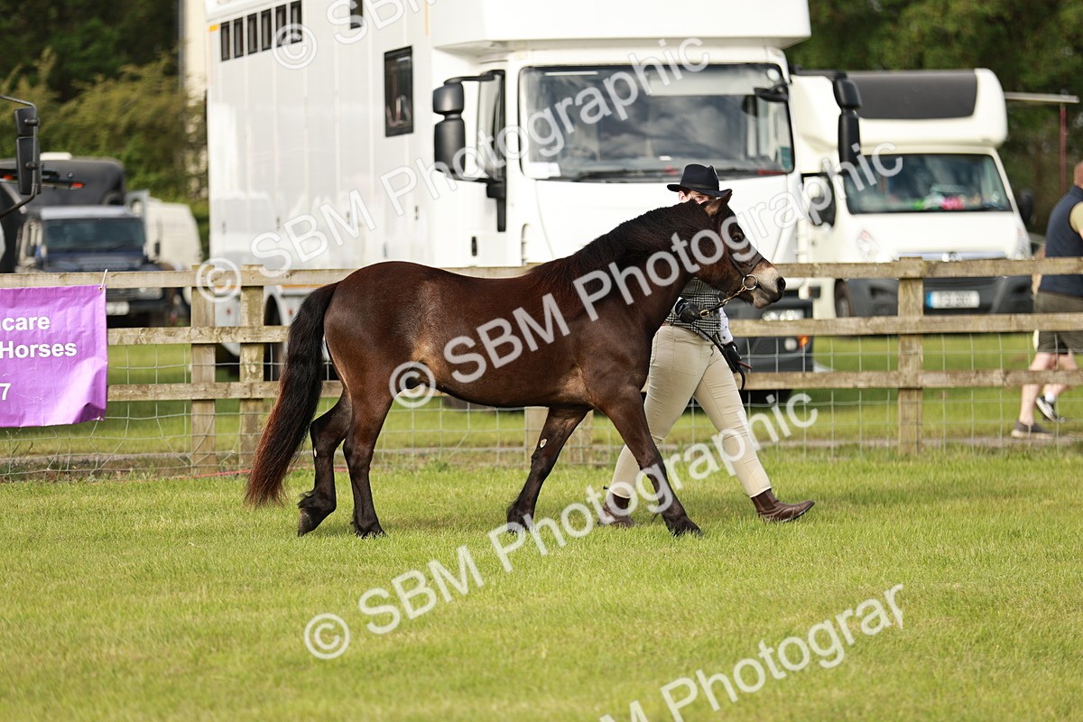 SBM_00380 - Class 14-23 - Mountain & Moorland In Hand Non Welsh