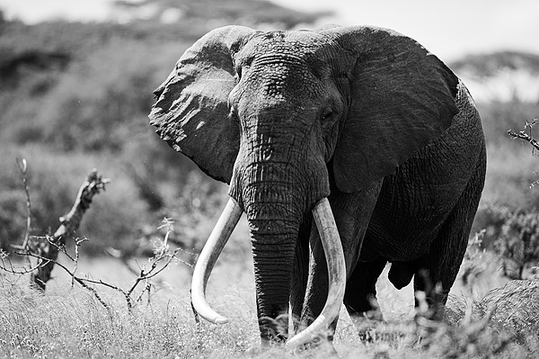 Elephant Chyulu Hills, Ol Donyo Wuas, Kenya