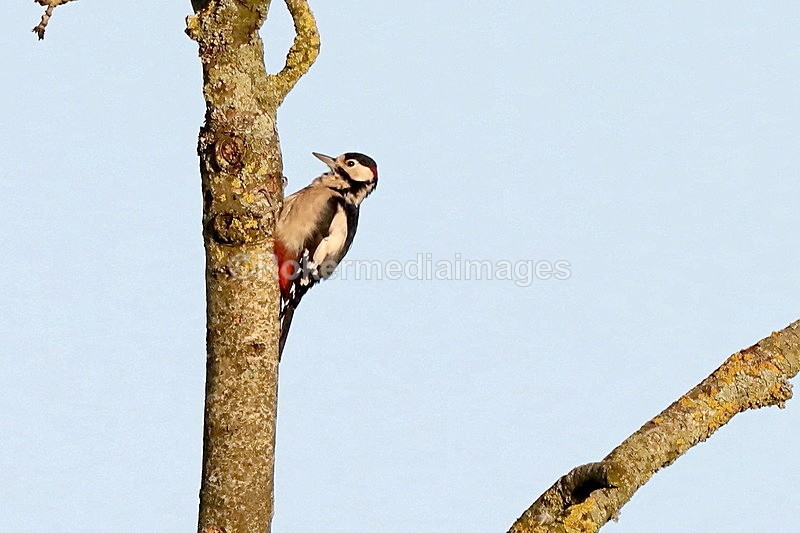  - Wildlife