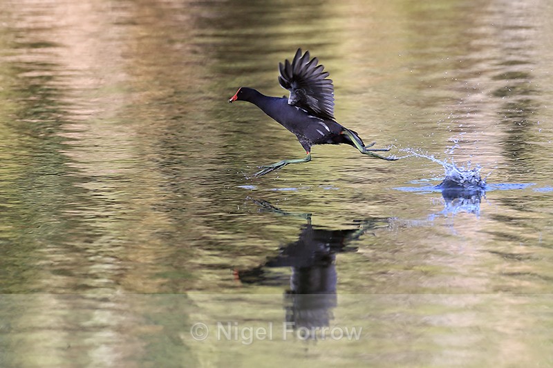 Common Gallinule running on water, Venice Rookery, Florida - Common Gallinule