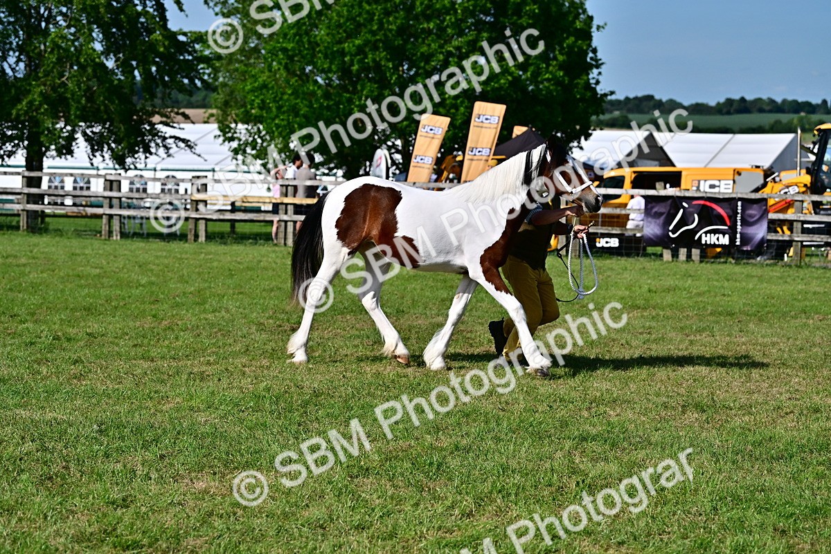 SBM_10028 - Class 63-65 - Traditional Gypsy Cobs In Hand & Ridden