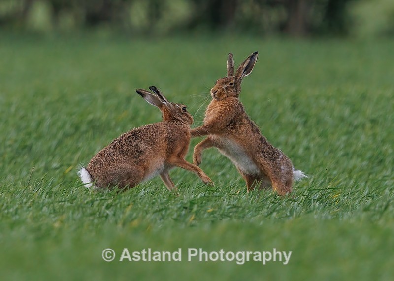 Brown Hares - Latest Images