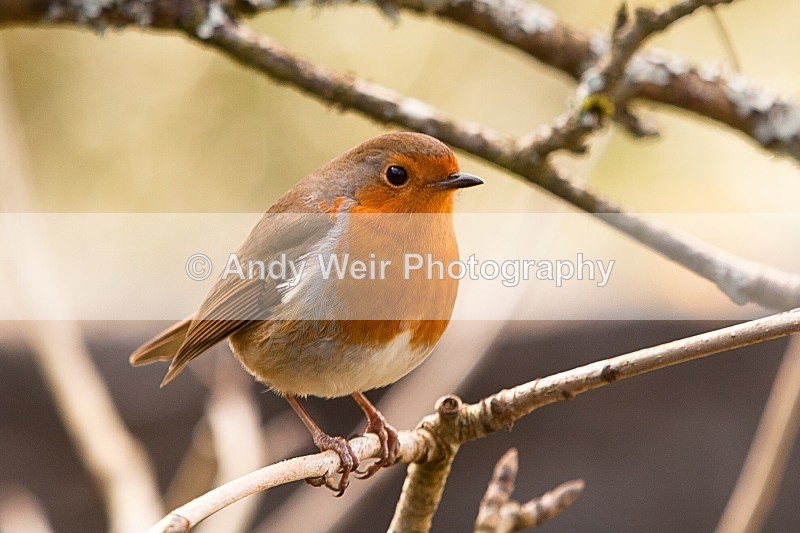 20120122-_MG_8784 - Robin