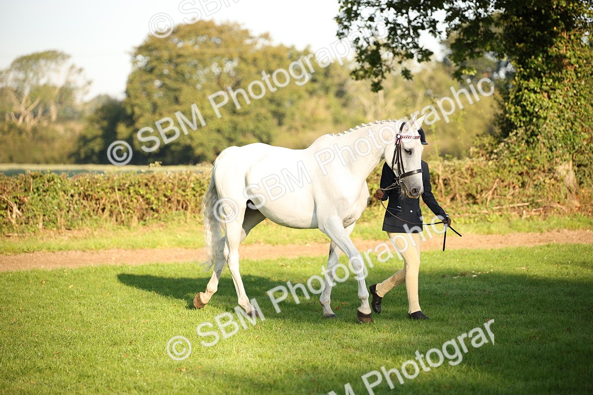 SBM_57526 - S50 - Foreign Breeds In Hand
