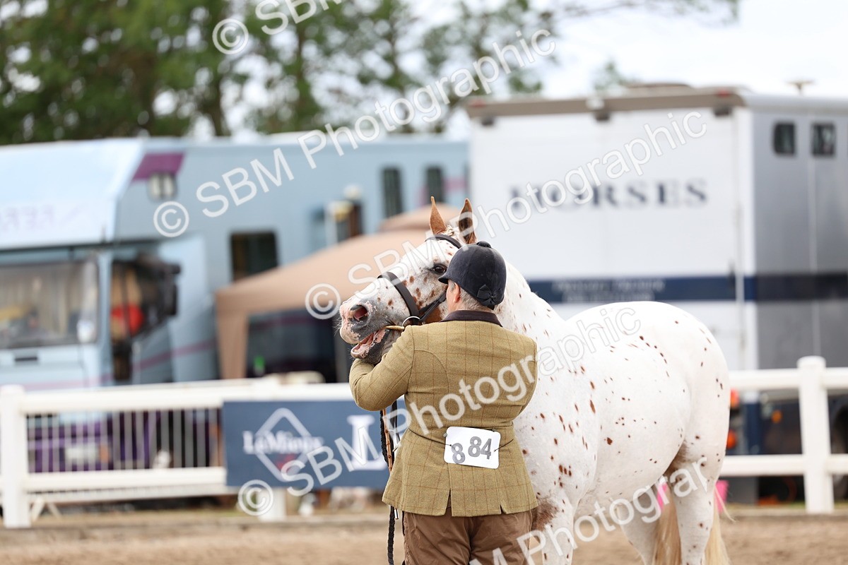 SBM_05124 - Class 27 - IH Competition Horse or Pony