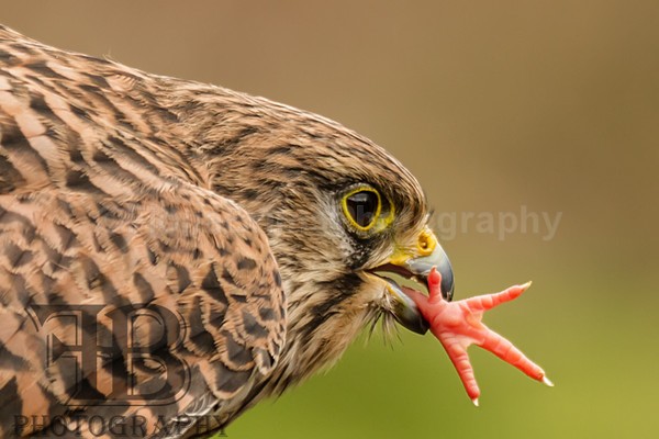 Wow April 5-11 - Birds of Prey
