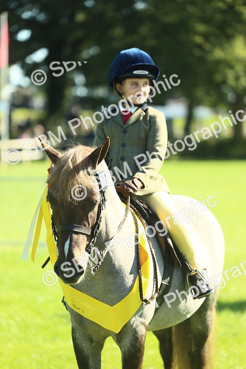 SBM_39071 - S29 - Novice & Newcomers Working Hunter Pony
