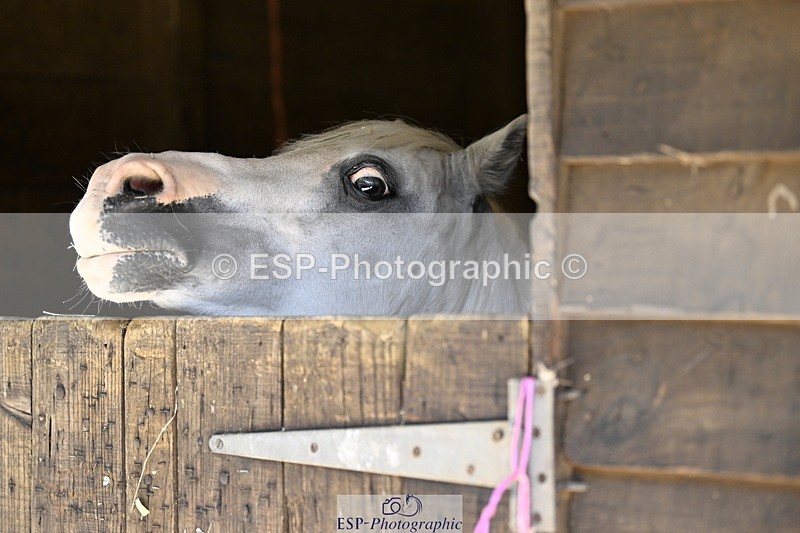 240728B-115301-00346 - Sunday Stable Shots and Fancy Dress