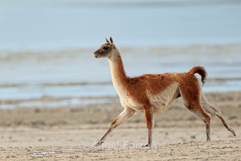 Guanaco running, Laguna Amarga, Torres del Paine, Chile - Guanaco