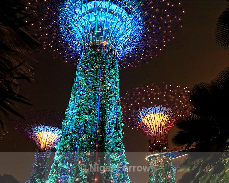 Garden Rhapsody lights, Supertree Grove, Gardens by the Bay - Singapore