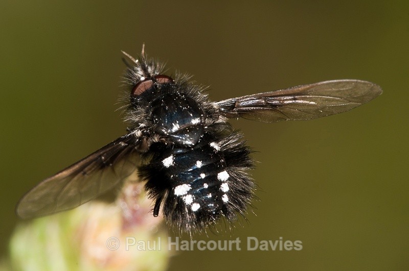  - Bugs: Macro insects