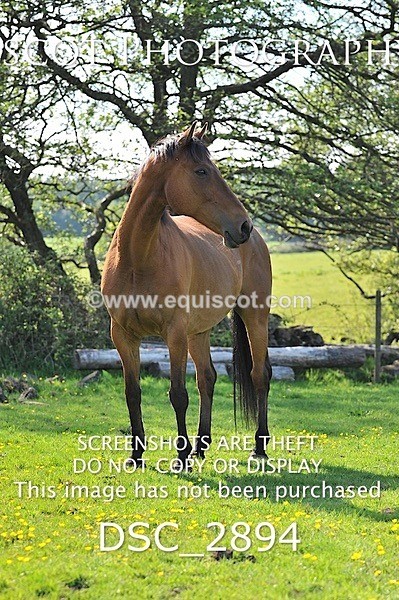 DSC_2894 - ARCHIVE REQUEST - Quincy and Guinness