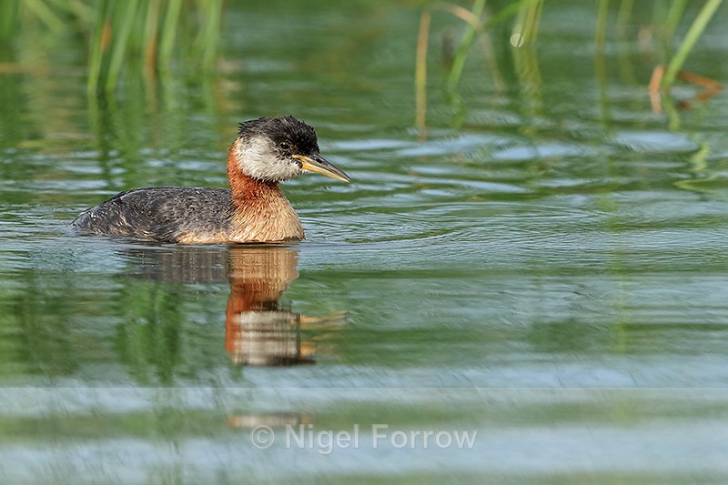 Red-necked Grebe reflection, Minnesota, USA - Red-necked Grebe